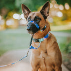 Dog Leash product image 15