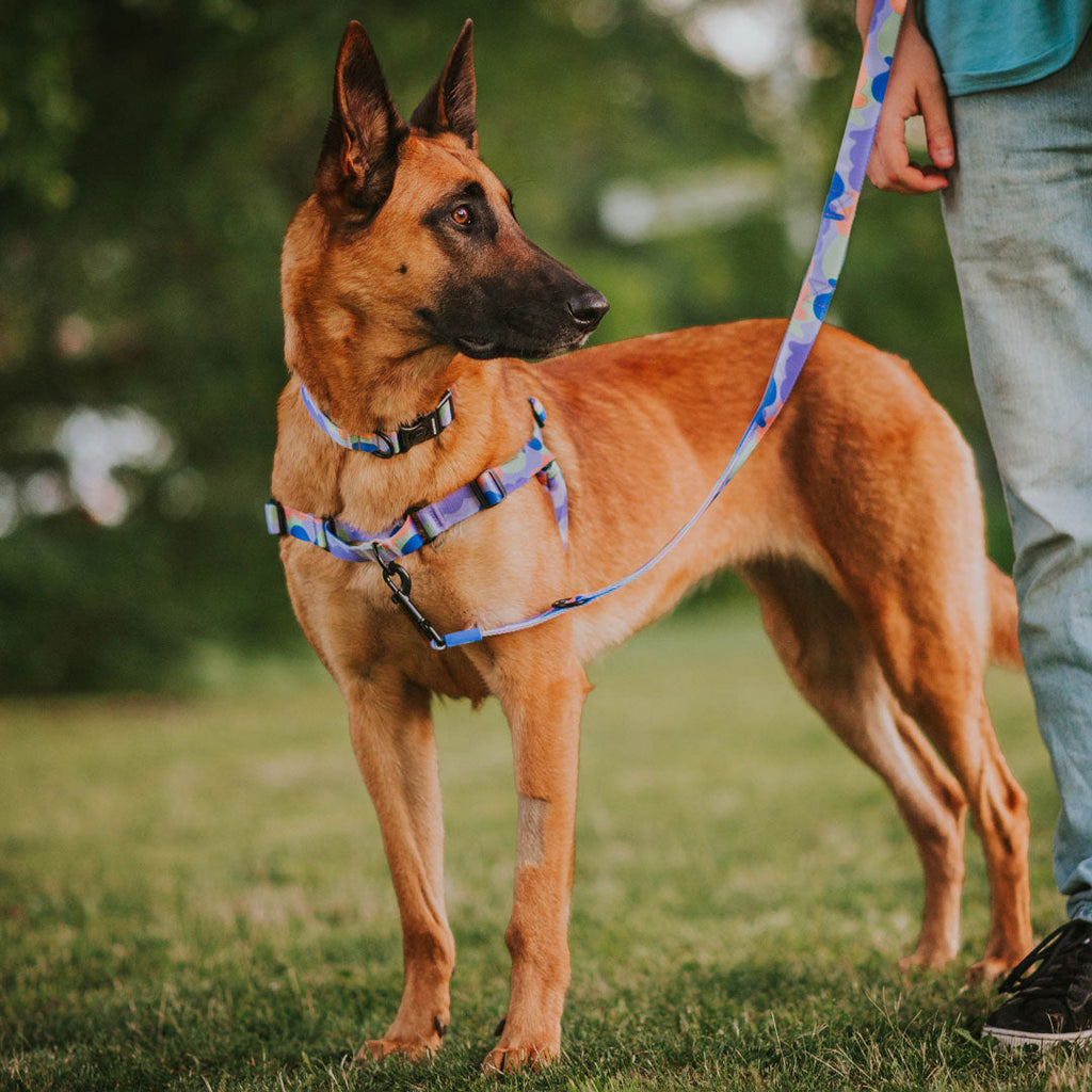 Dog Leash product image 17