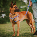 Dog Leash product image 17