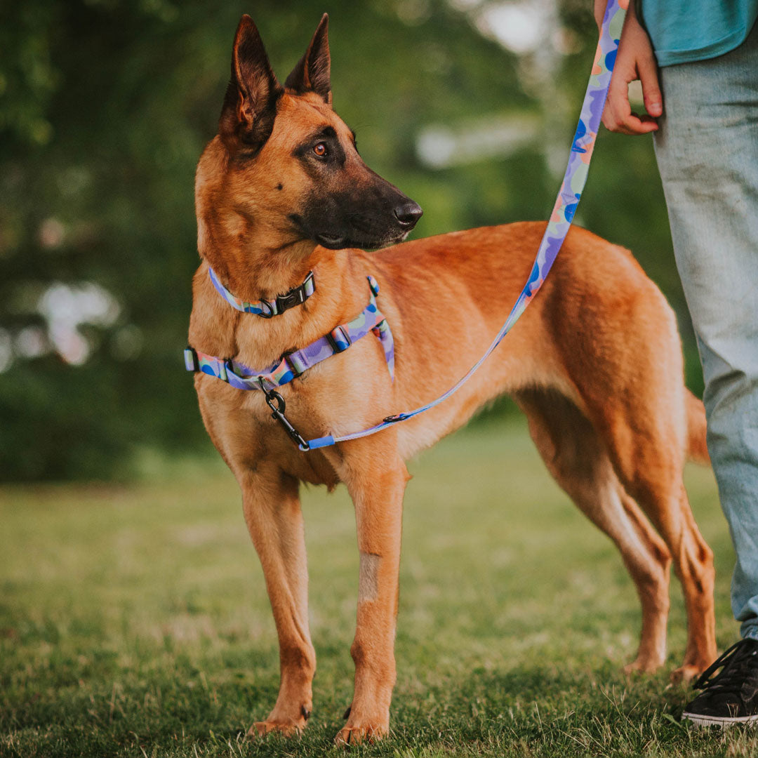 Dog Leash product image 17