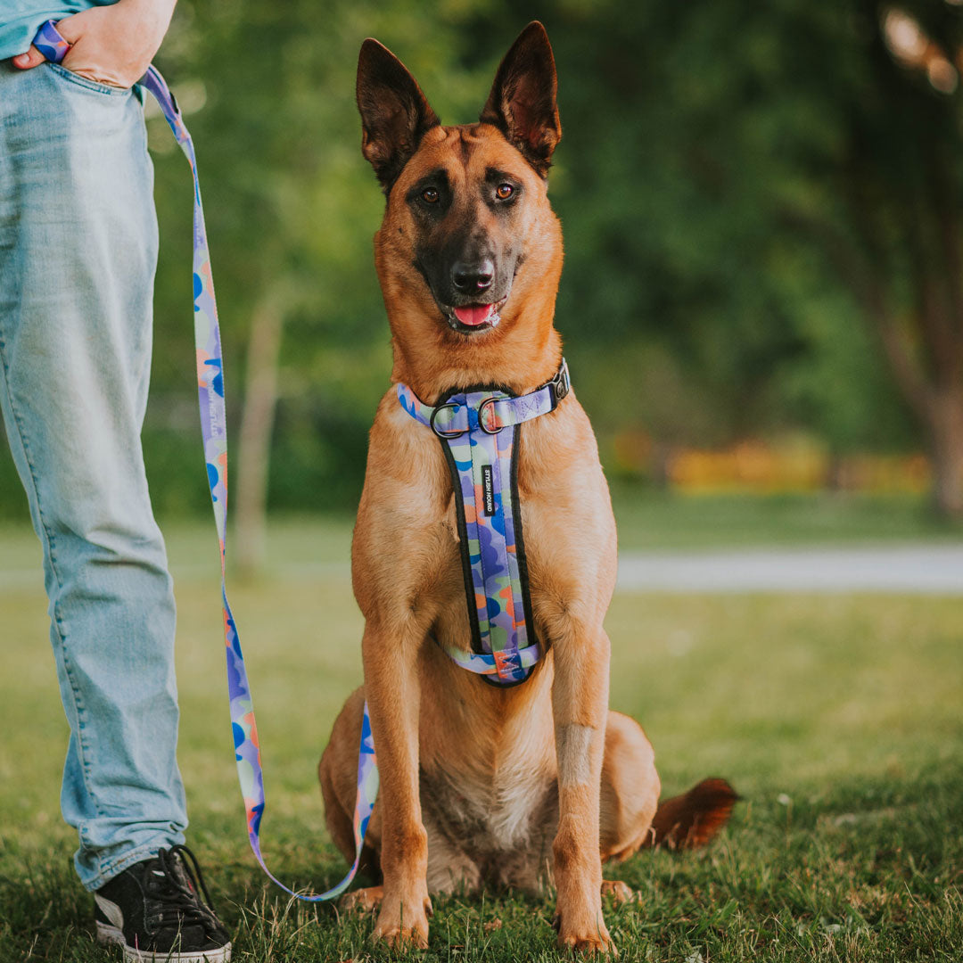 Dog Leash product image 18