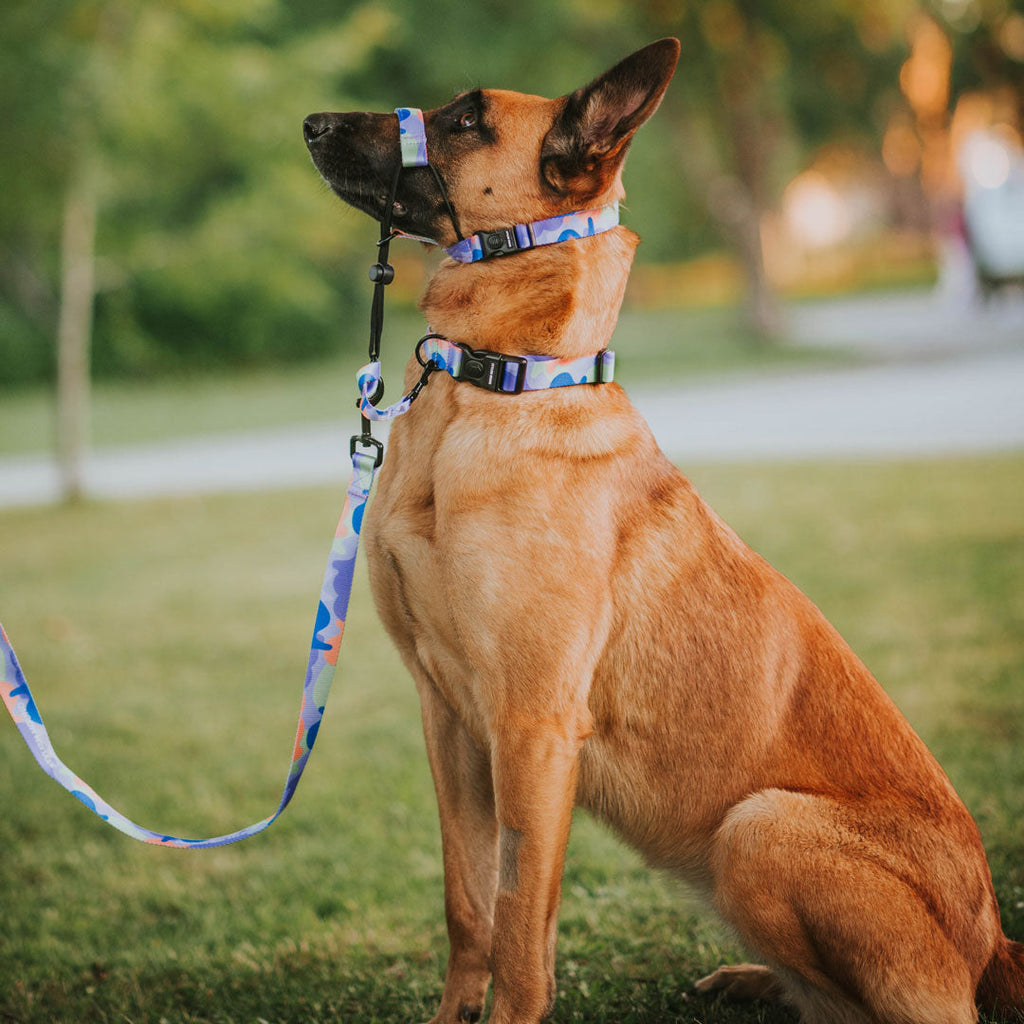Dog Leash product image 19