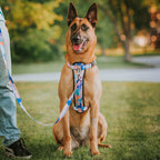 Dog Leash product image 20