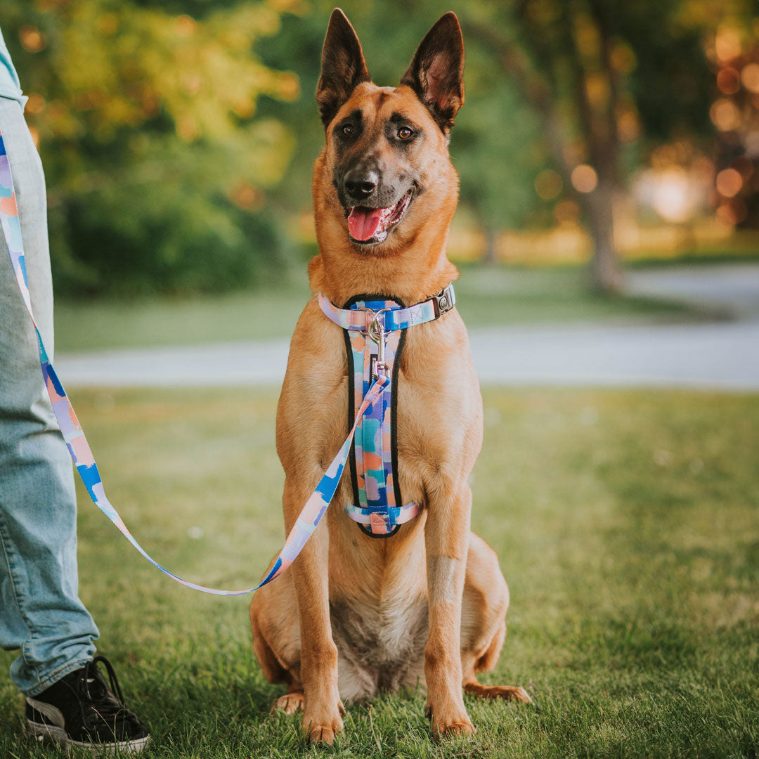 Dog Leash product image 20