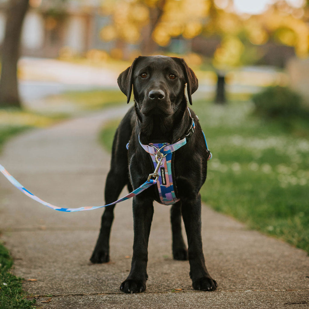Dog Leash product image 21