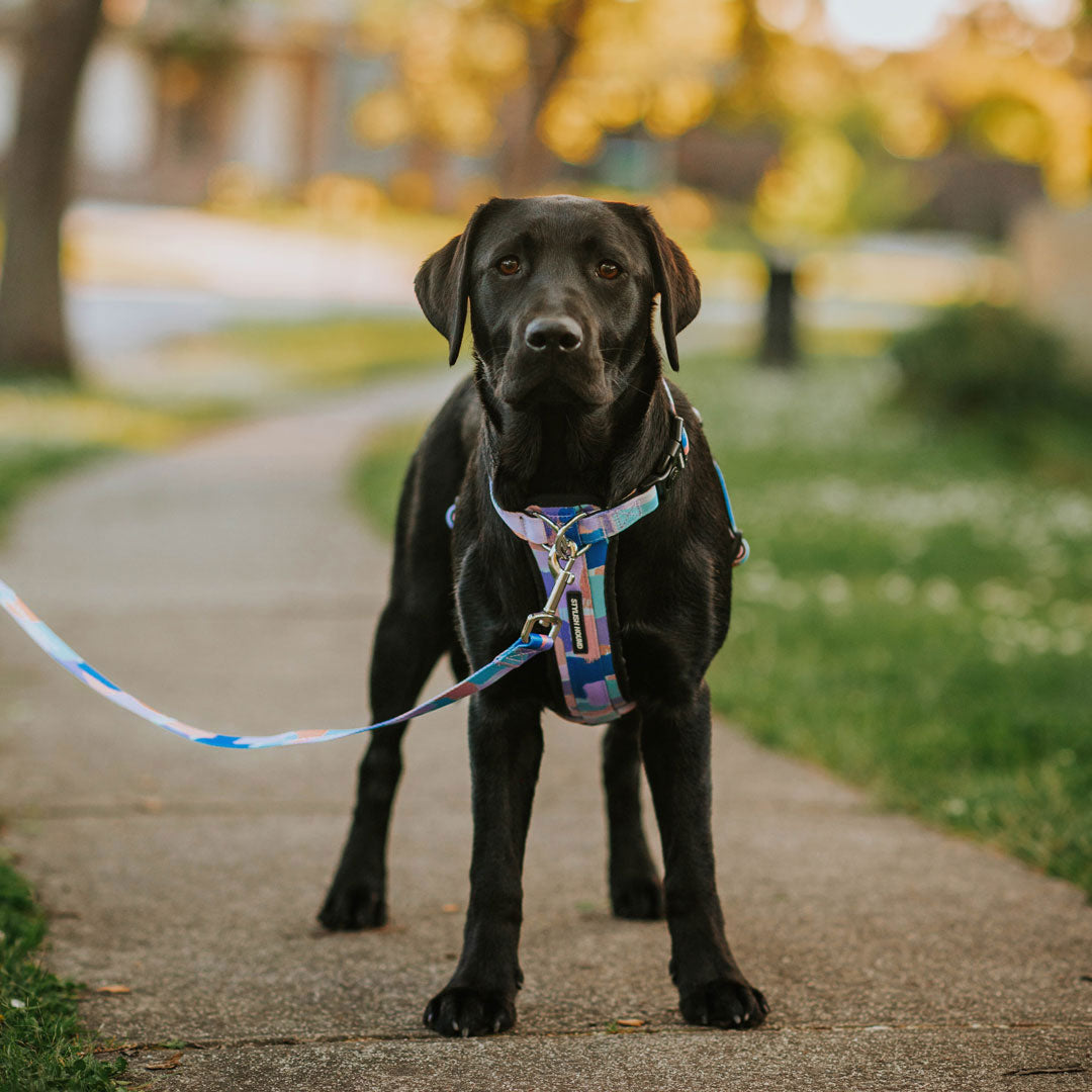 Dog Leash product image 21