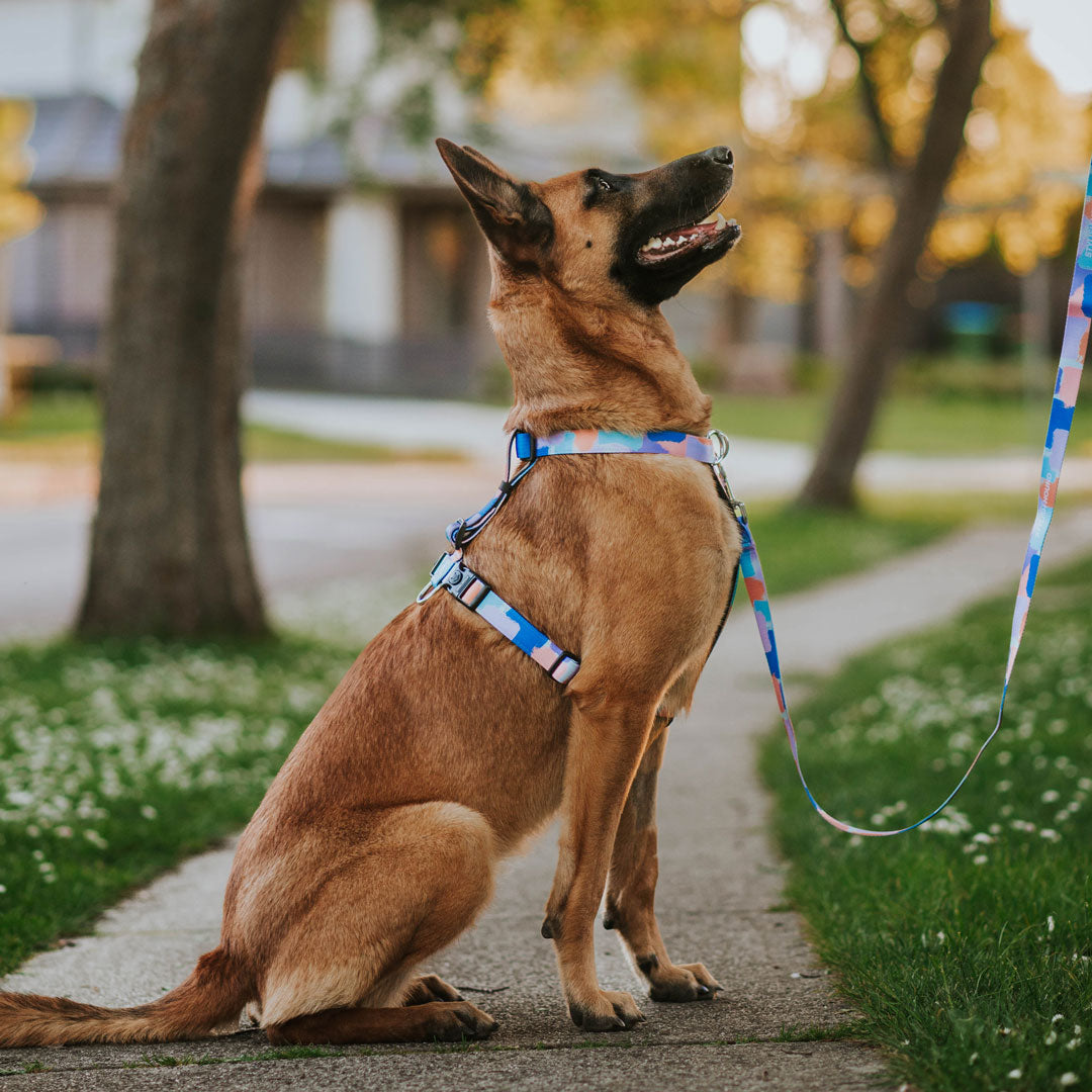 Dog Leash product image 22