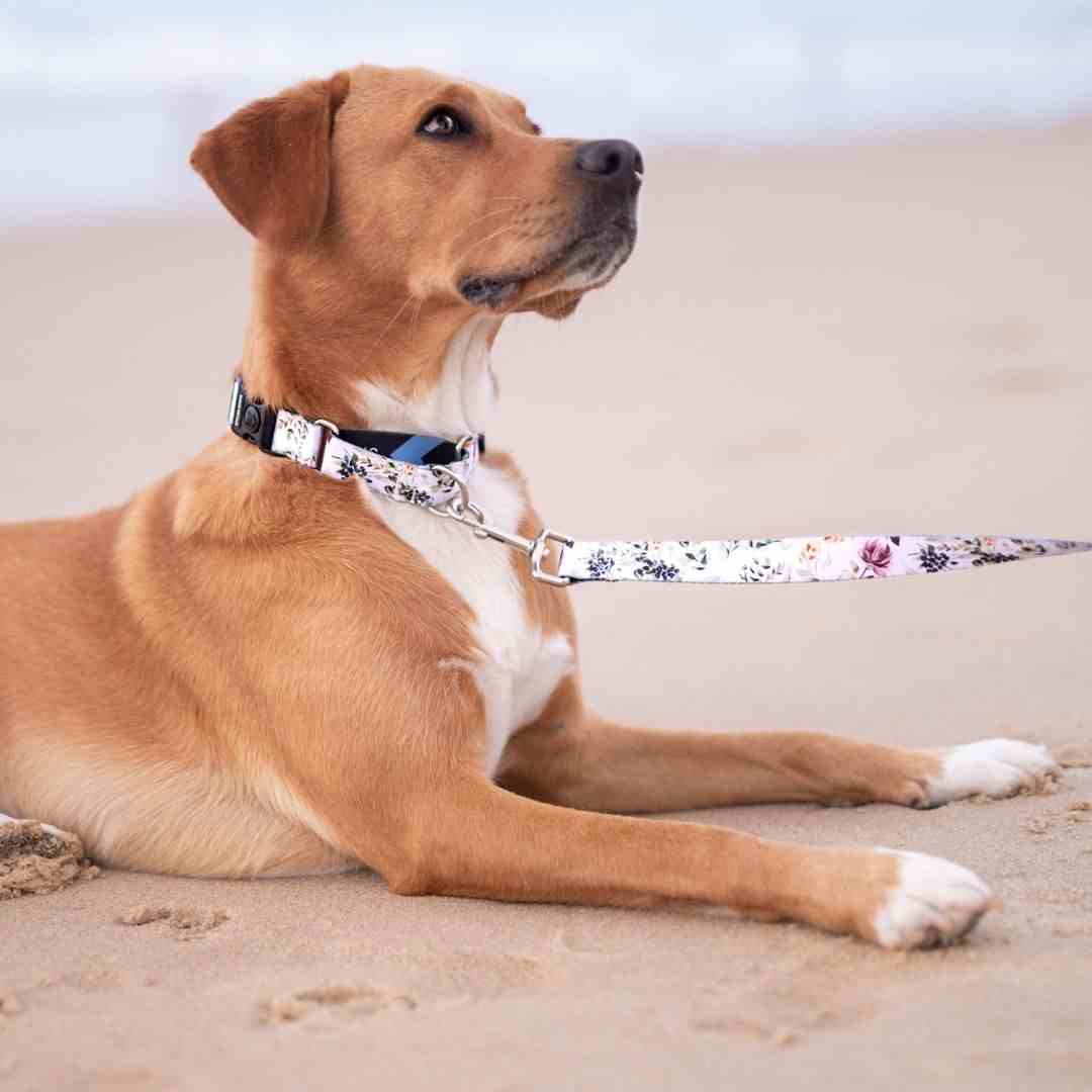 Dog Leash product image 23