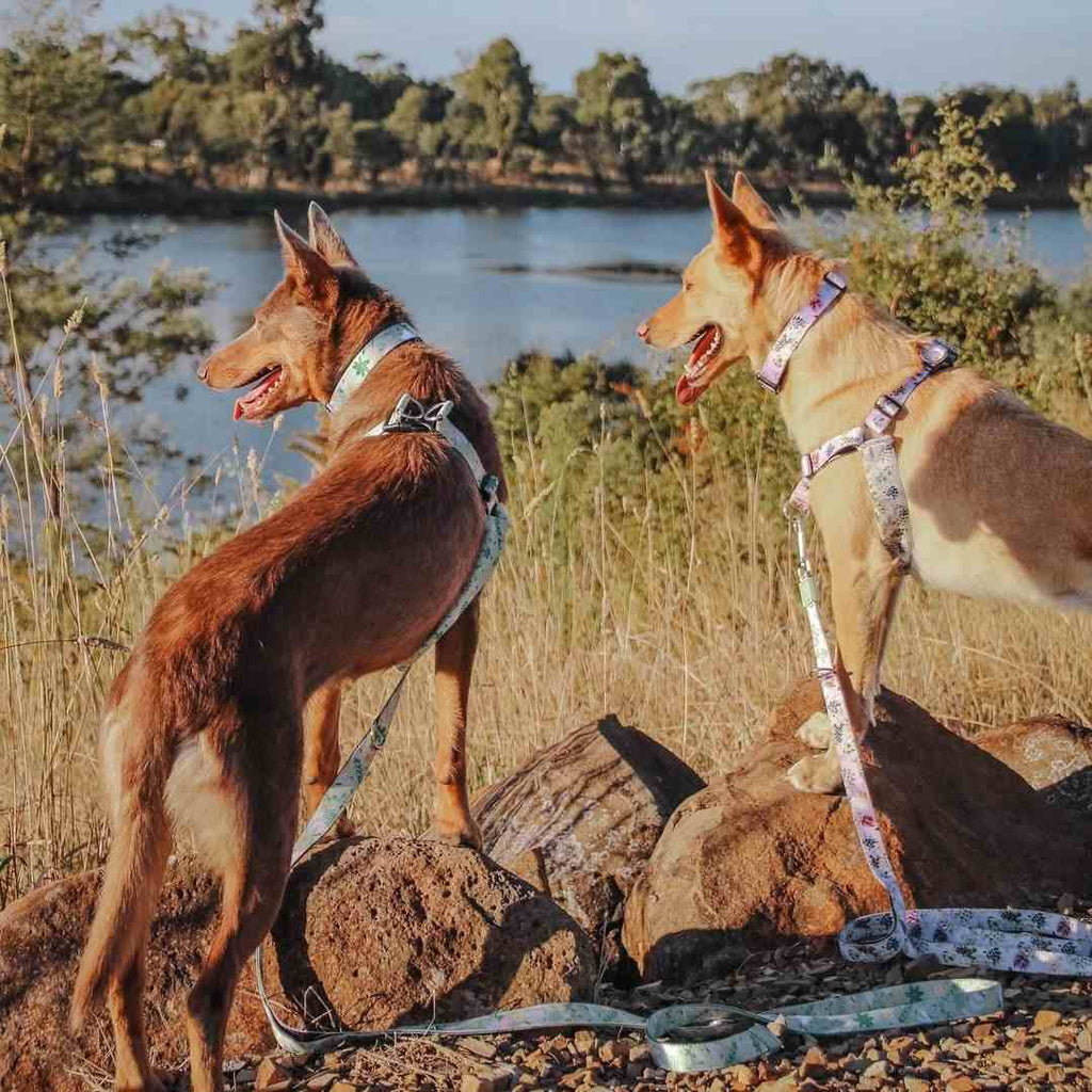 Dog Leash product image 24