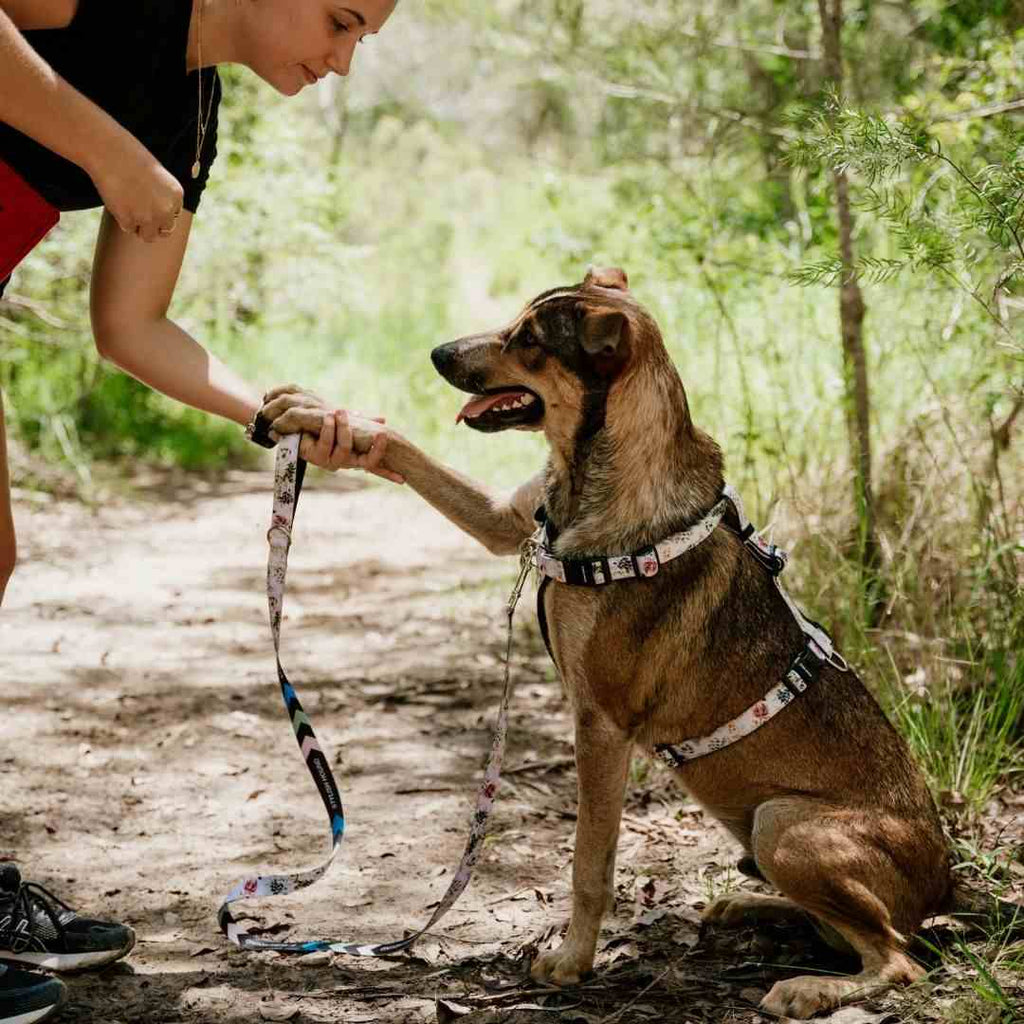 Dog Leash product image 25