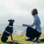 Dog Leash product image 26