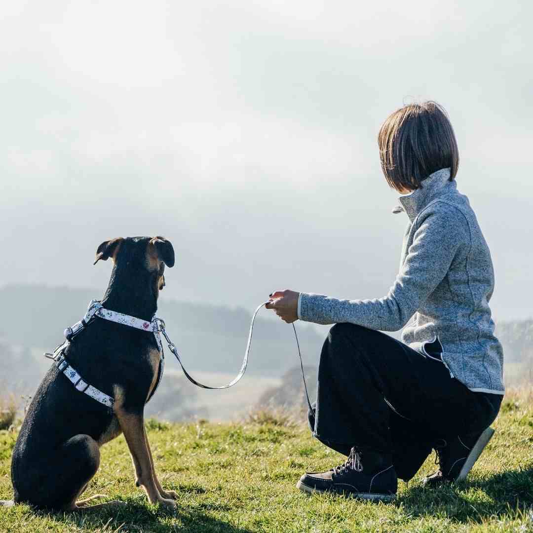 Dog Leash product image 26