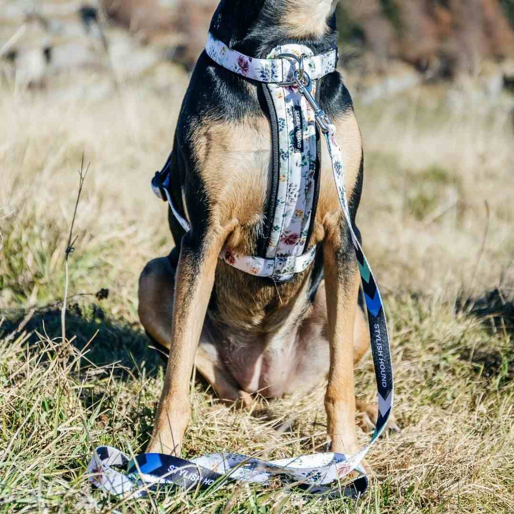 Dog Leash product image 27