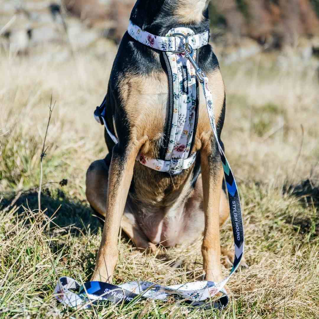 Dog Leash product image 27