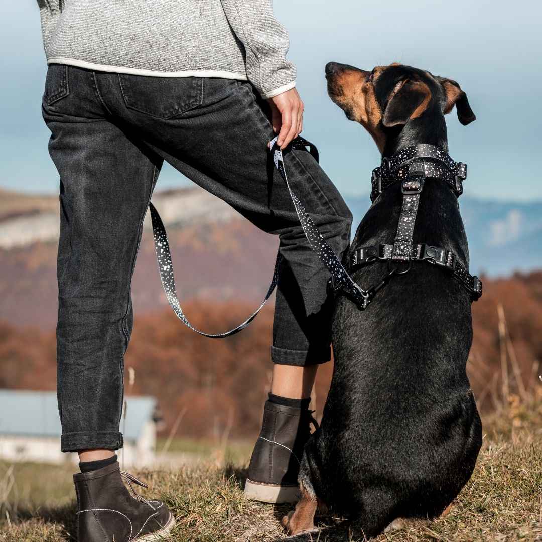 Dog Leash product image 28