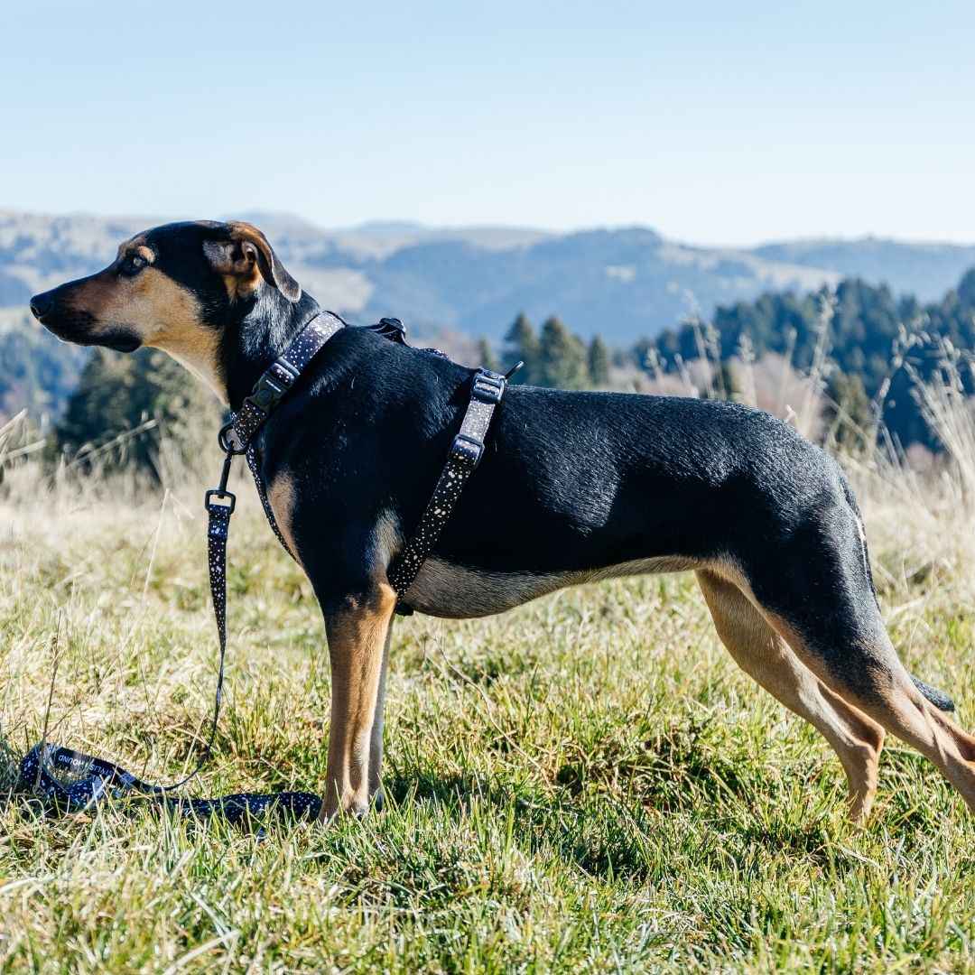 Dog Leash product image 29