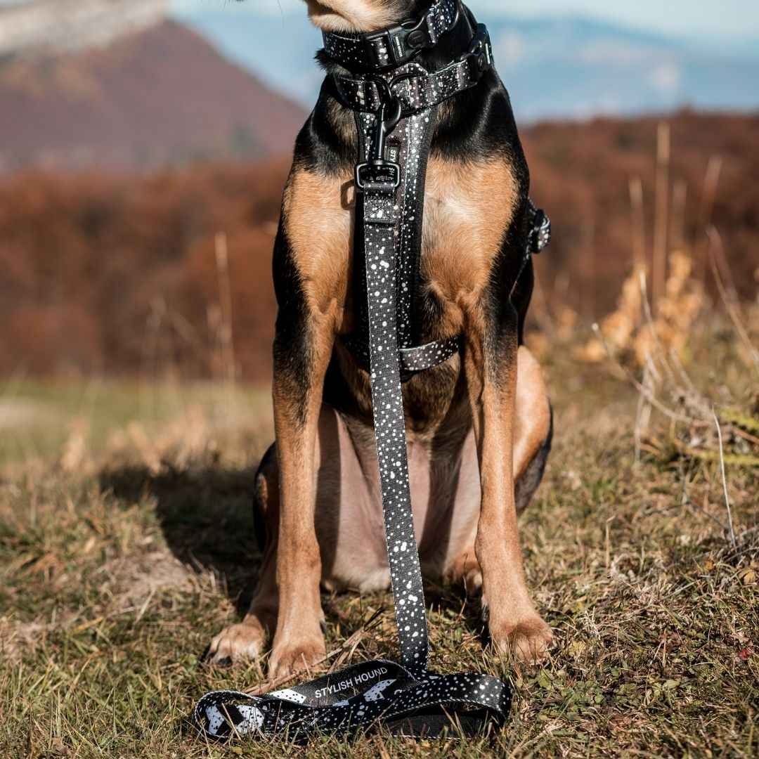 Dog Leash product image 30