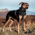 Dog Leash product image 31