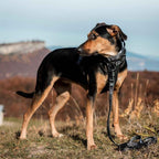Dog Leash product image 32