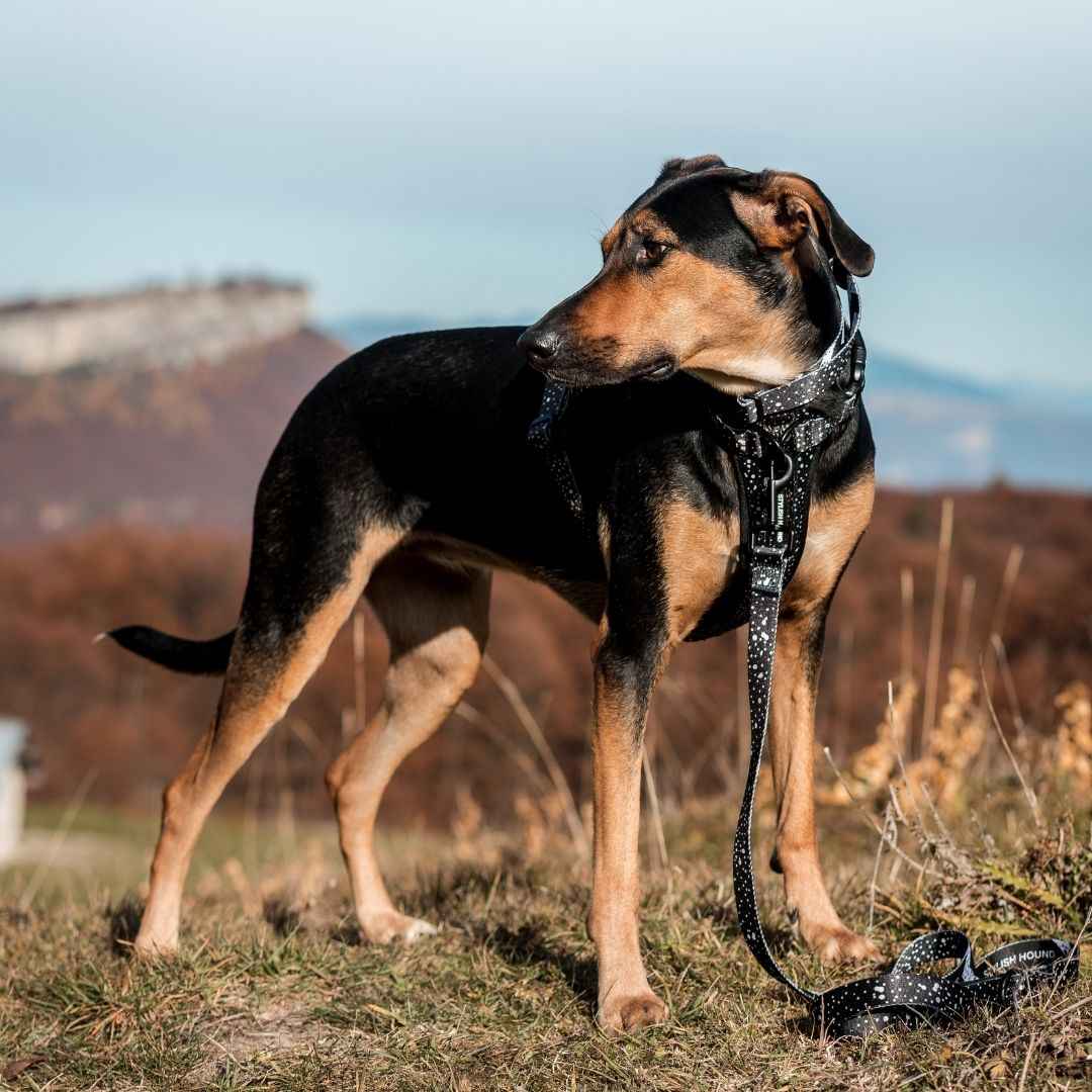 Dog Leash product image 32