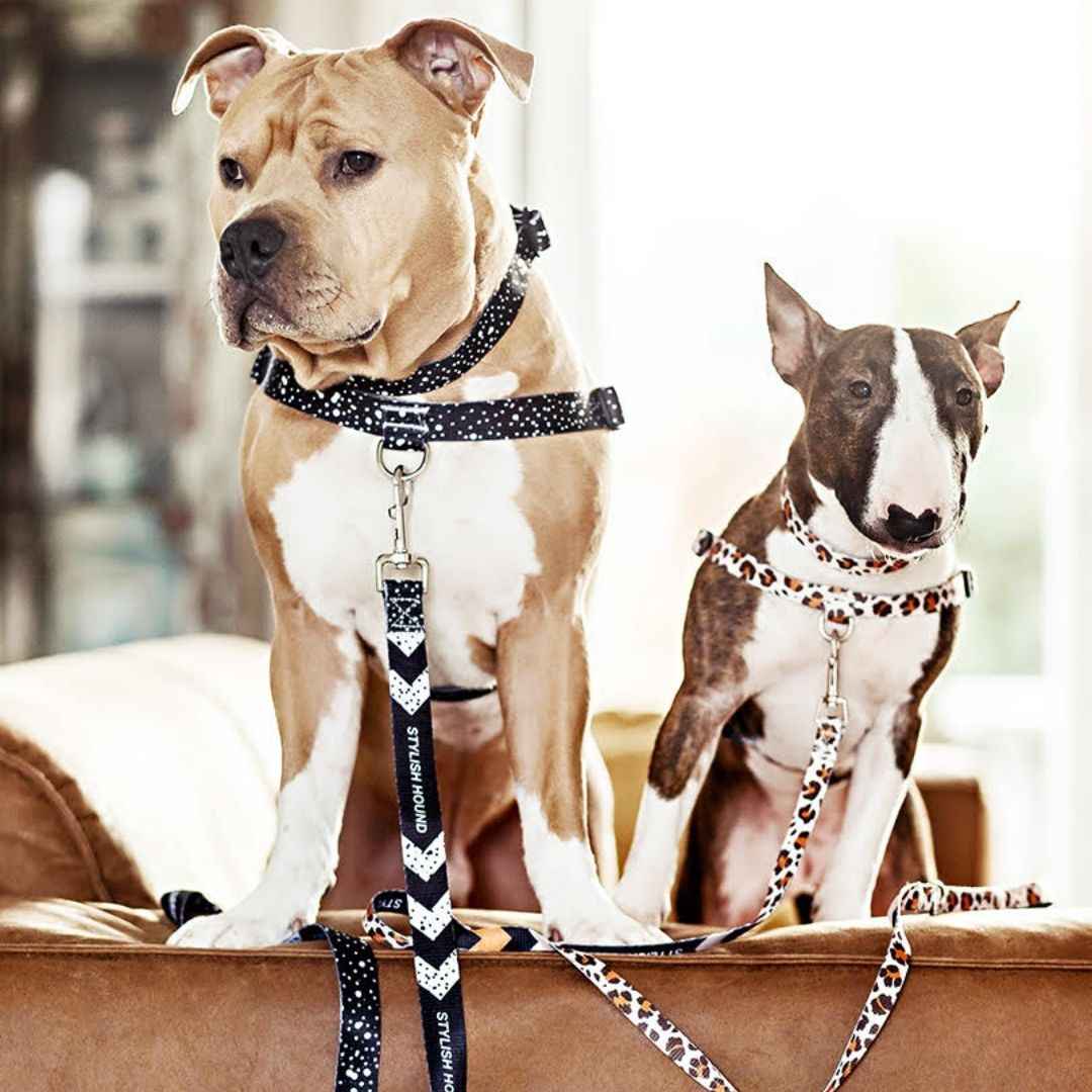 Dog Leash product image 33