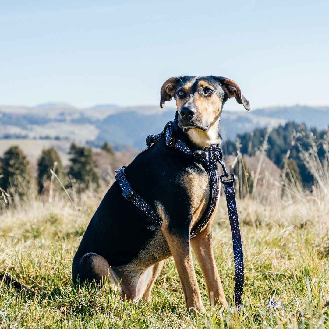 Dog Leash product image 34