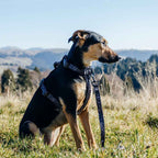 Dog Leash product image 35