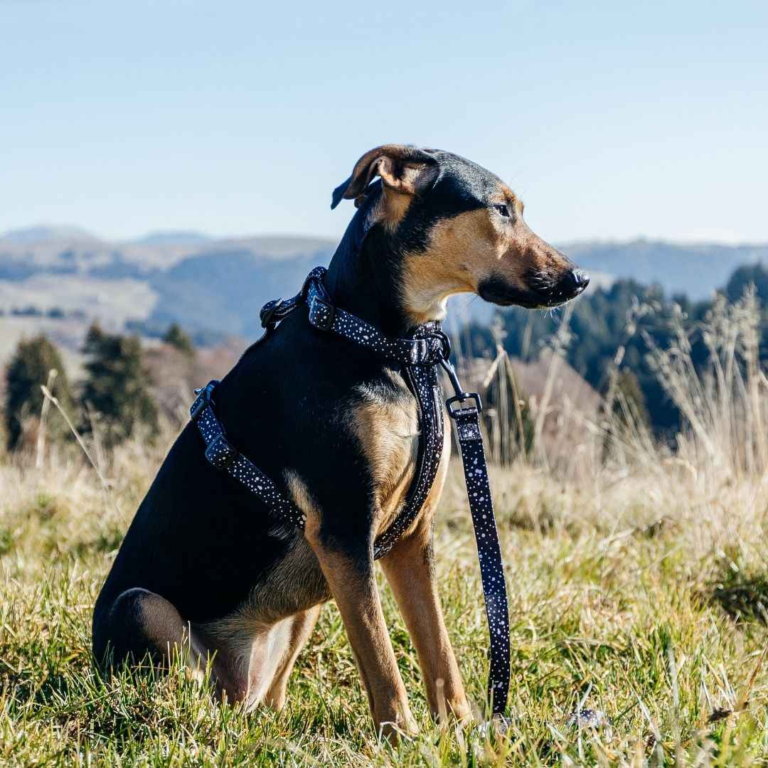 Dog Leash product image 35