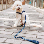 Dog Leash product image 36