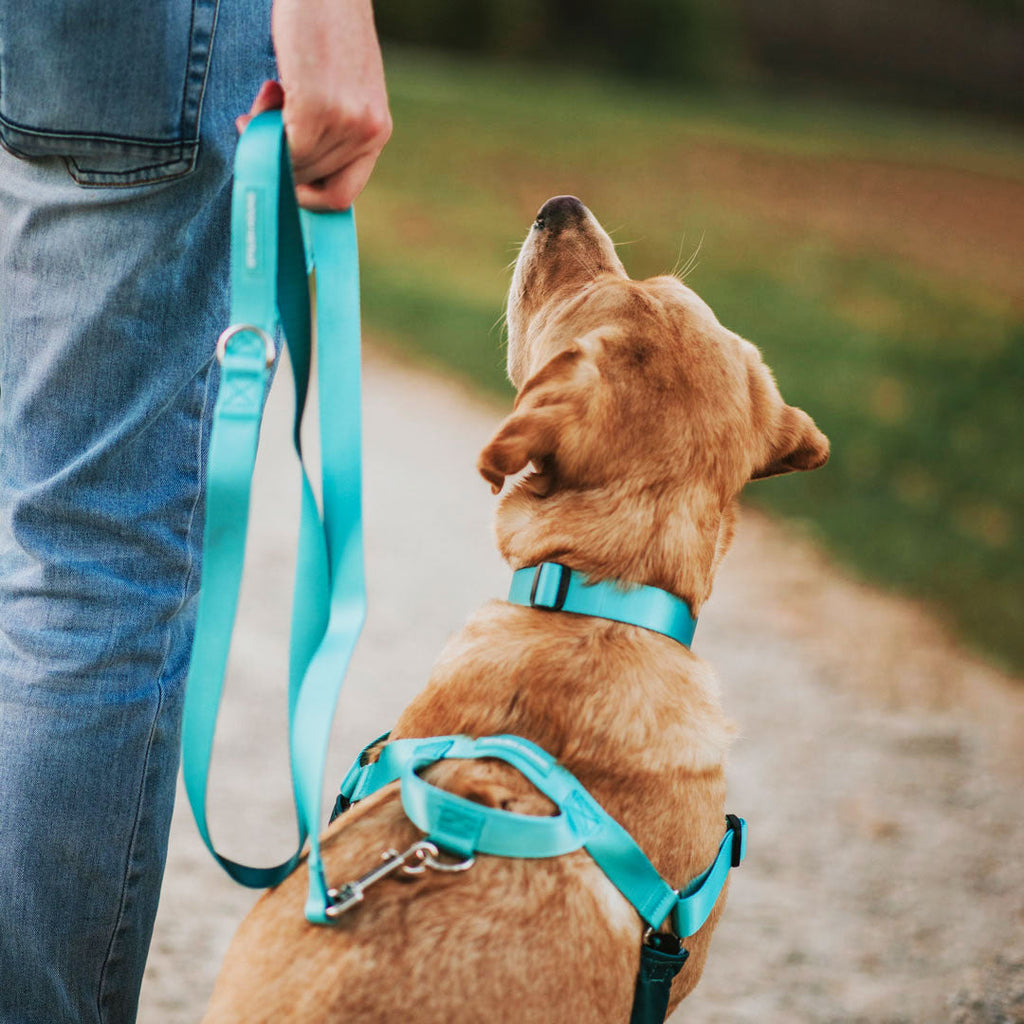 Dog Leash product image 37