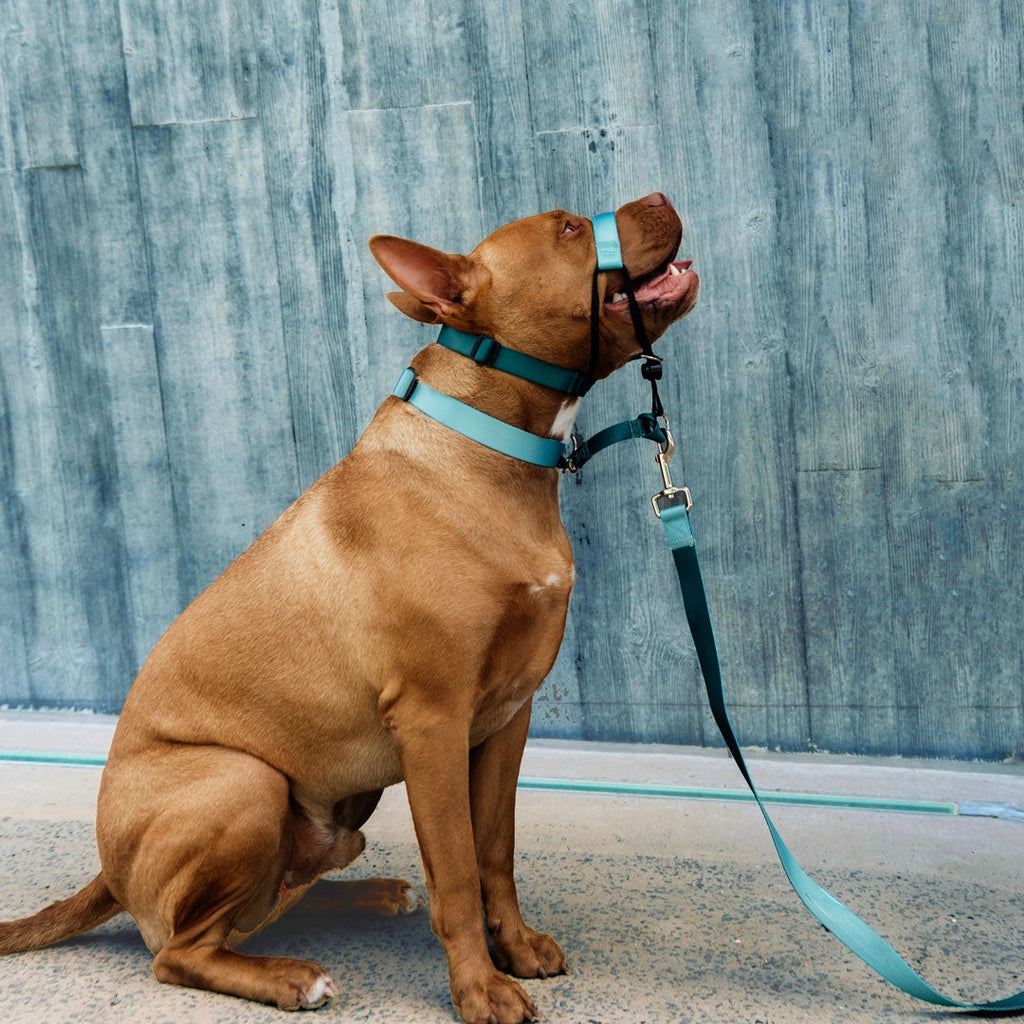 Dog Leash product image 38