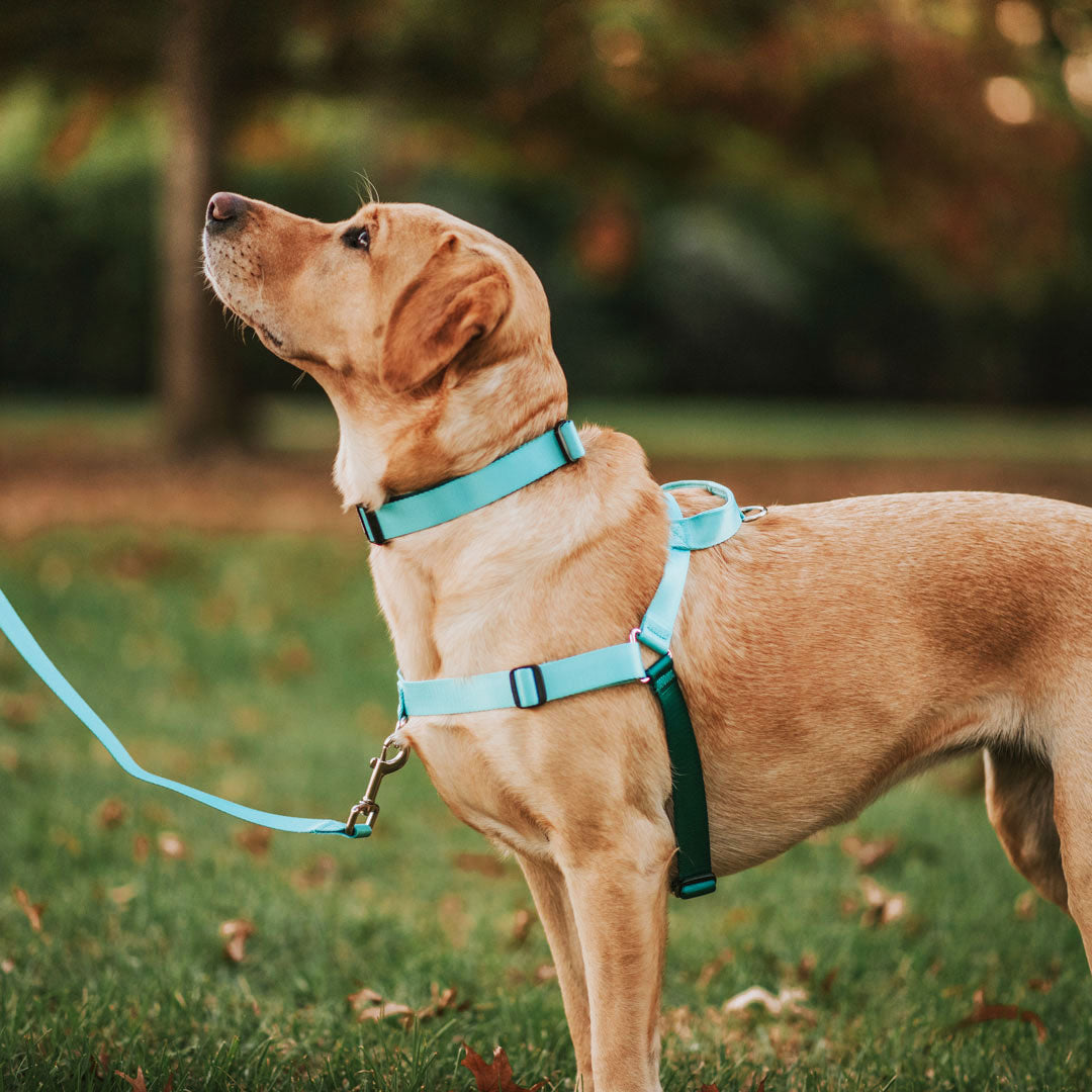 Dog Leash product image 39
