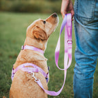 Dog Leash product image 40