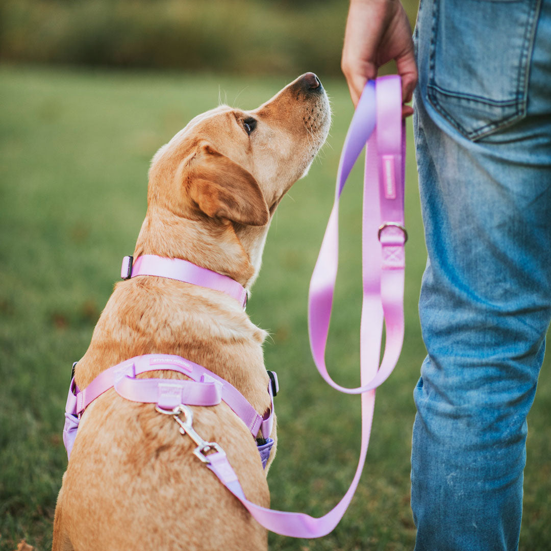 Dog Leash product image 40