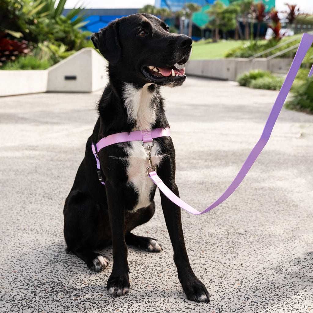Dog Leash product image 42