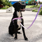 Dog Leash product image 42