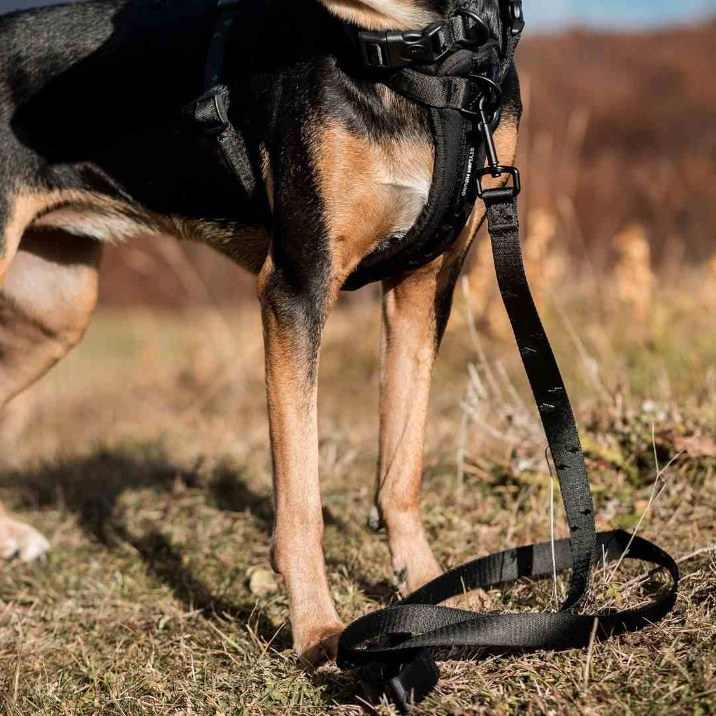 Dog Leash product image 43