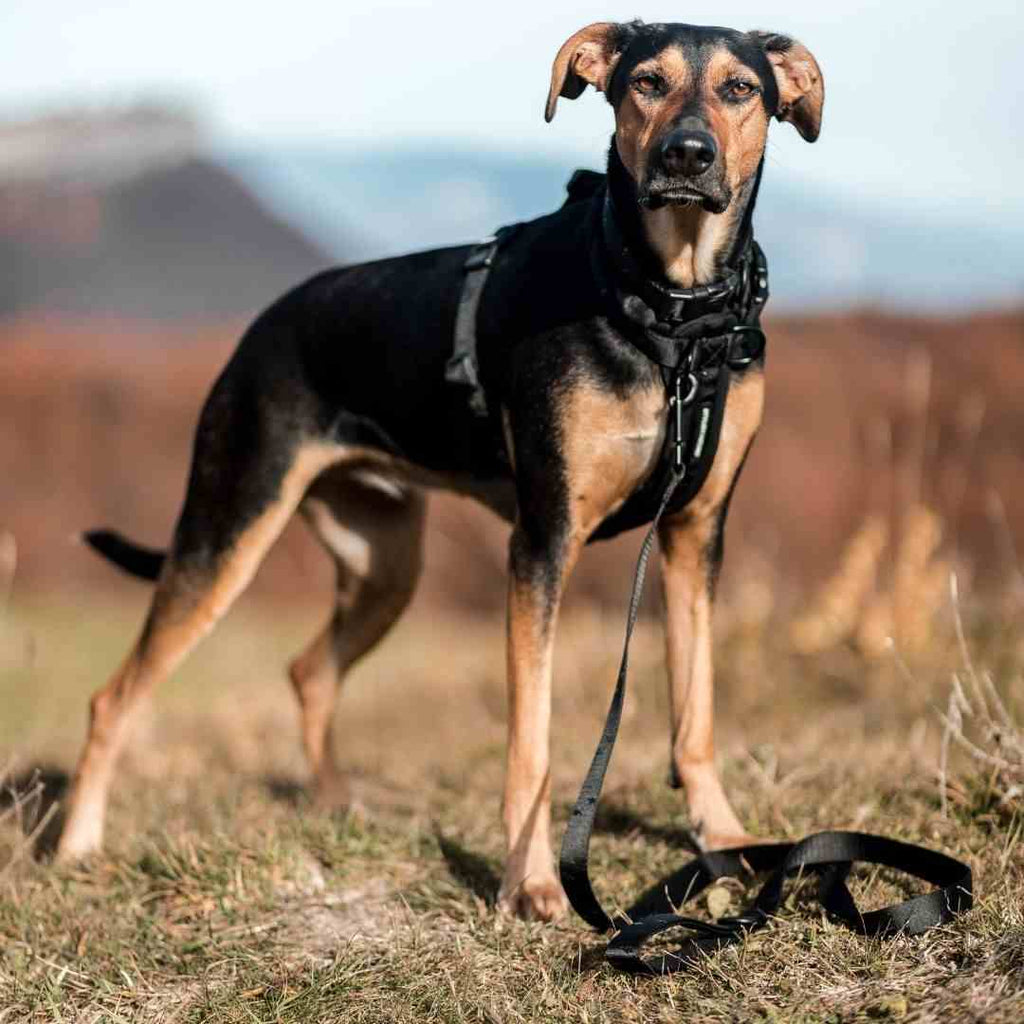 Dog Leash product image 44