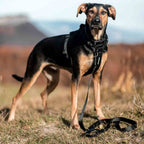 Dog Leash product image 44