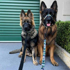 Dog Leash product image 46