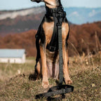 Dog Leash product image 47
