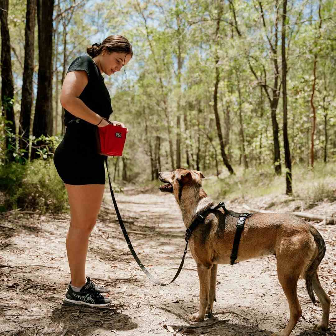 Dog Leash product image 48