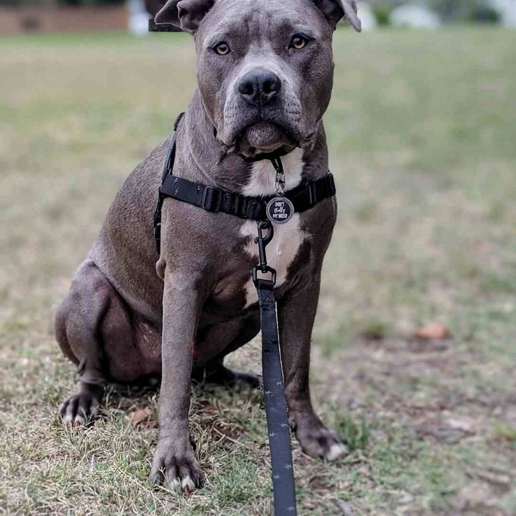 Dog Leash product image 49