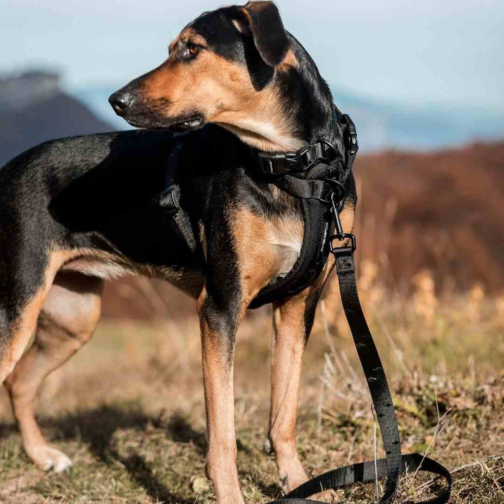 Dog Leash product image 50