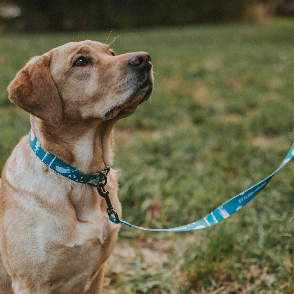 Dog Leash product image 51