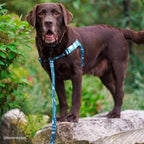 Dog Leash product image 52