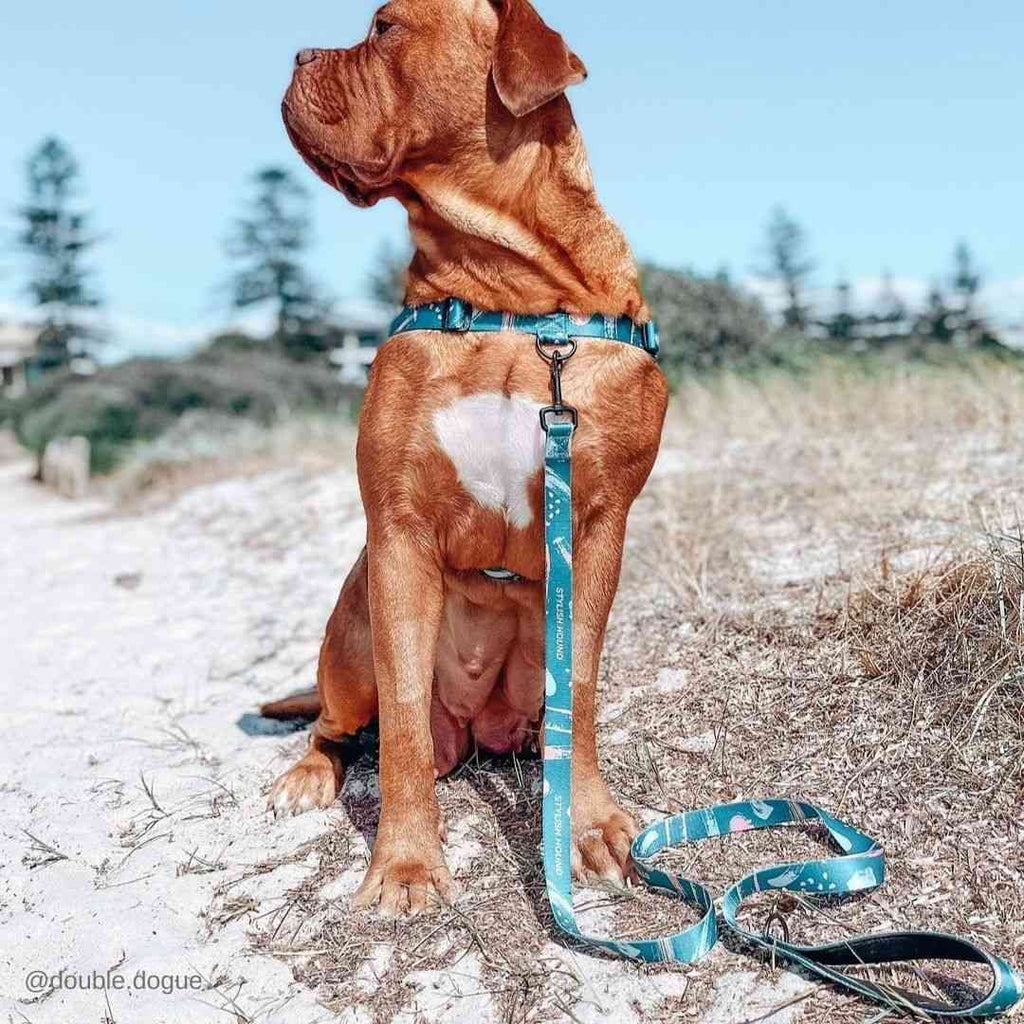 Dog Leash product image 53