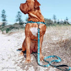 Dog Leash product image 53