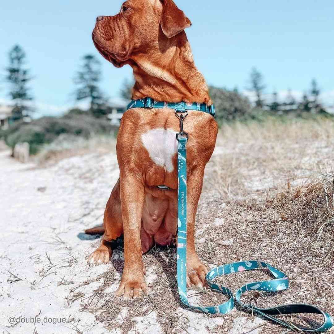 Dog Leash product image 53