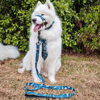 Dog Leash product image 54